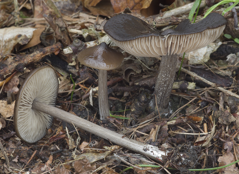 Entoloma hirtipes